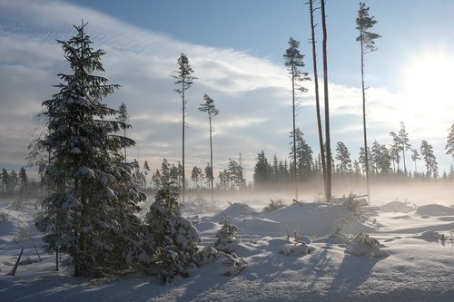 winter  landscape  sun