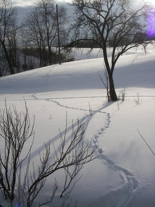 winter  snow  landscape