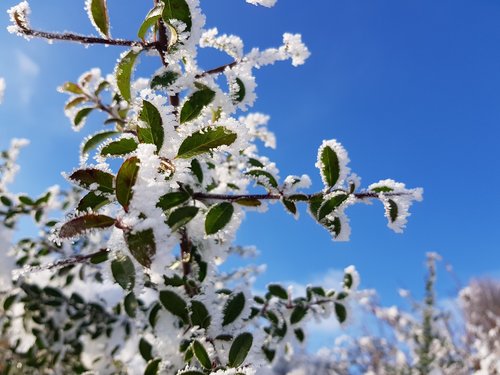 winter  icing  frost