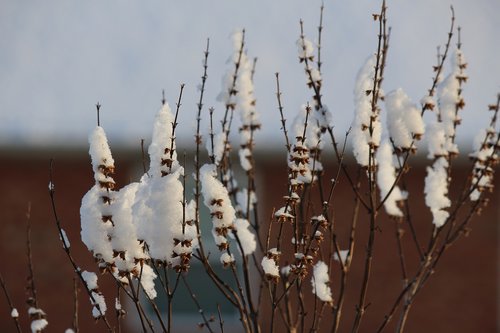 winter  plant  snow