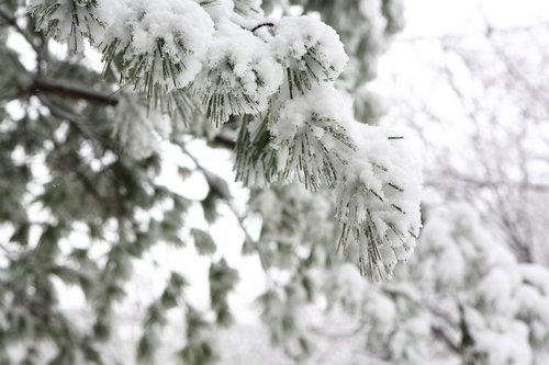 winter  wood  snow