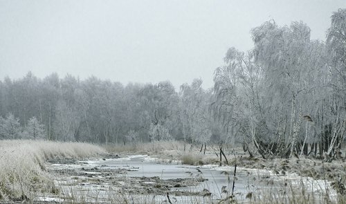 winter  nature  view