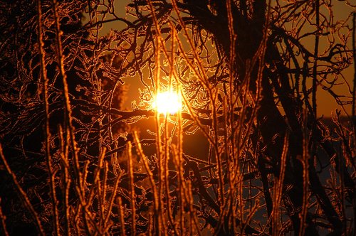 winter  sunrise  frost