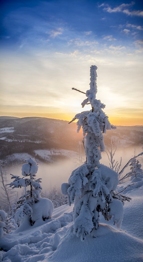 winter  sky  tree