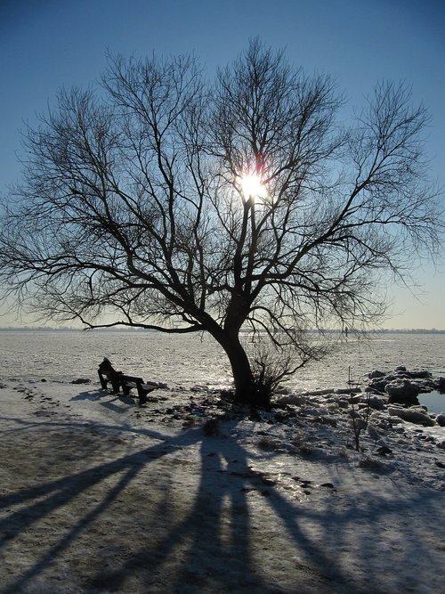 winter  tree  sun