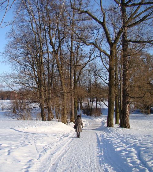 winter snow trees