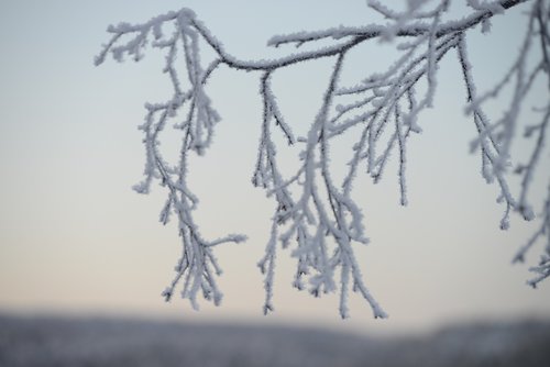 winter  snow  landscape