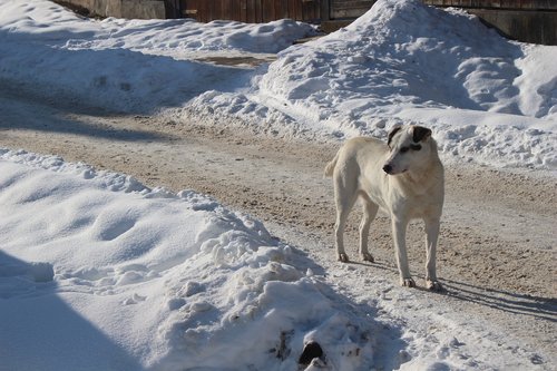 winter  dog  white