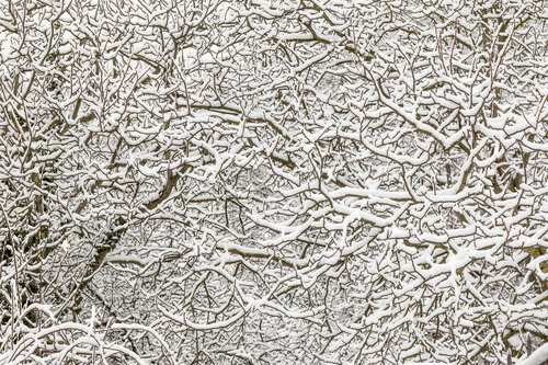 winter  snow  branches