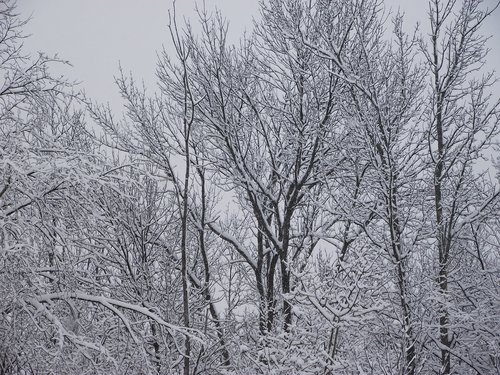 winter  trees  snow