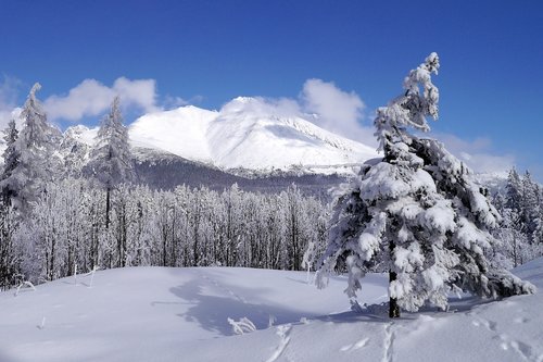 winter  snow  trees