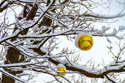winter  snow  ball