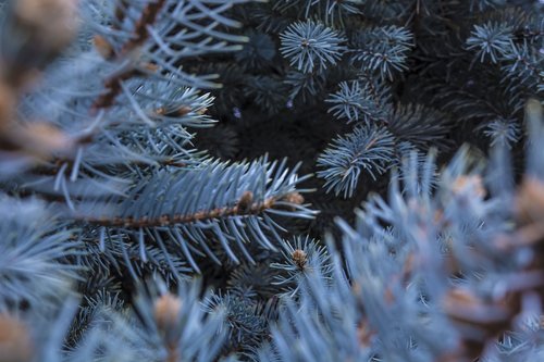 winter  christmas tree  christmas trees