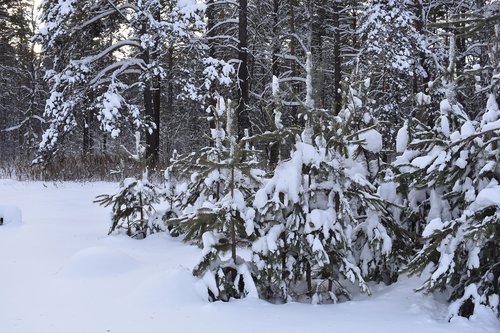 winter  snow  forest