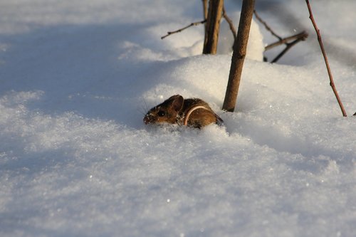 winter  mouse  snow