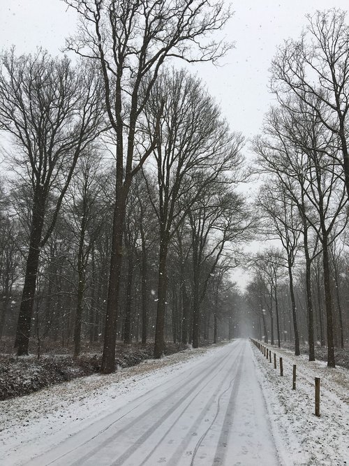 winter  forest  trees