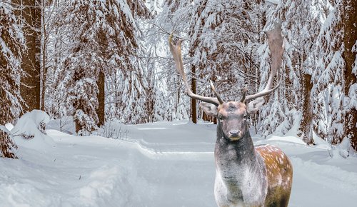 winter  deer  stag