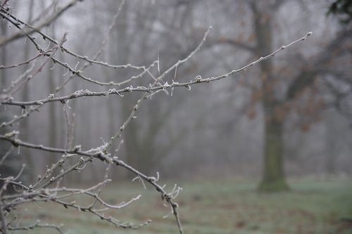 winter  frost  branches