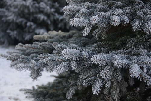 winter  frost  spruce