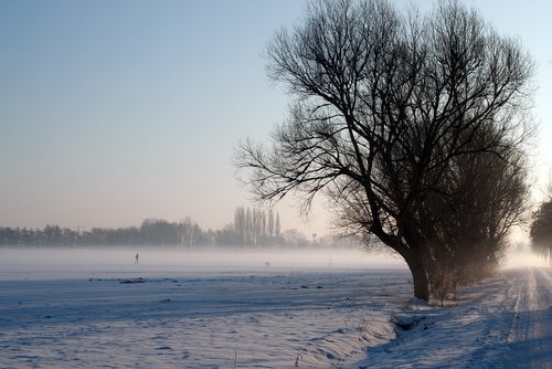winter  field  tree