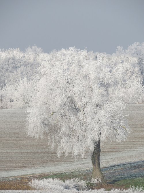 winter  snow  regensburg