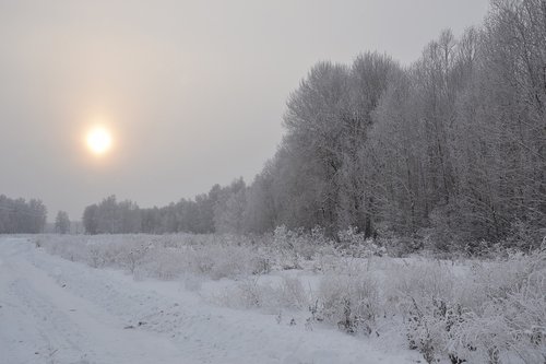 winter  forest  nature