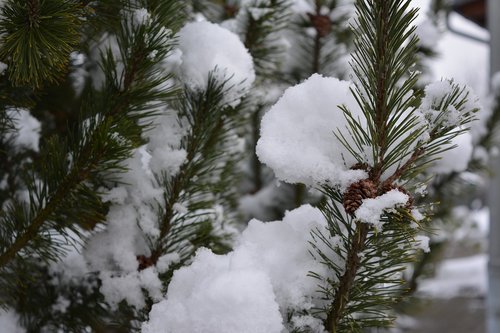 winter  snowfall  nature