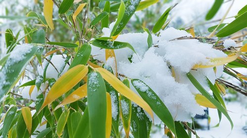 winter  bamboo  snow