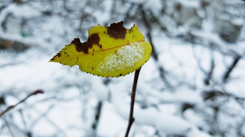 winter  snow  leaf