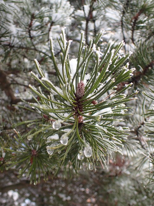 winter  branch  pine