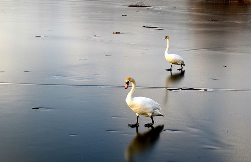 winter  ice  frost