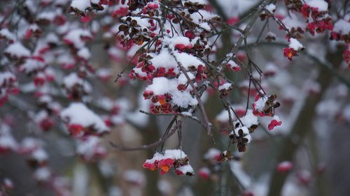 winter  snow  berries