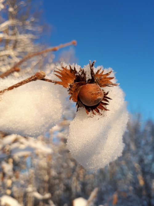 winter  walnut  snow