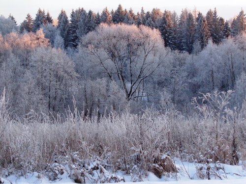 winter  forest  nature