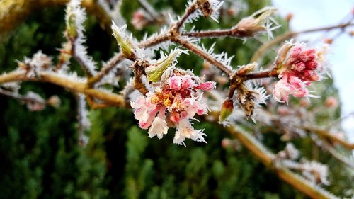 winter  hoarfrost  frost