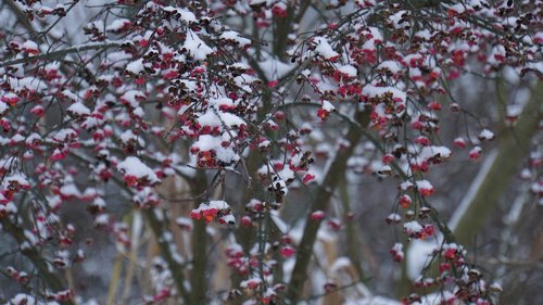 winter  berries  red