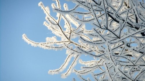 winter  leann  frost