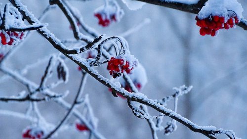 winter  transilvania  nature