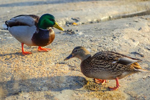 winter  mallard  shadow