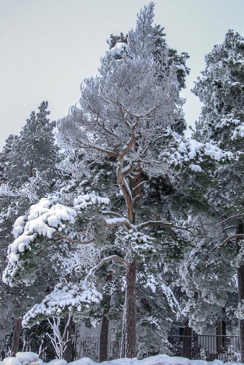 winter  snow  pine