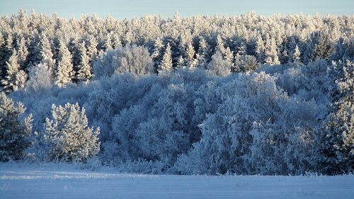 winter  forest  trees