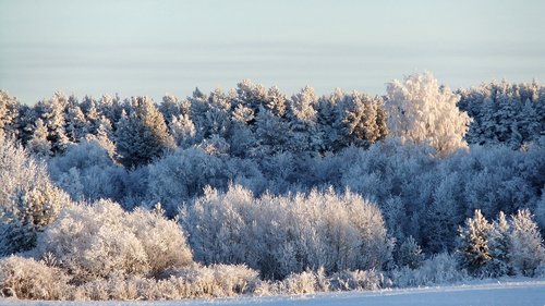 winter  leann  forest