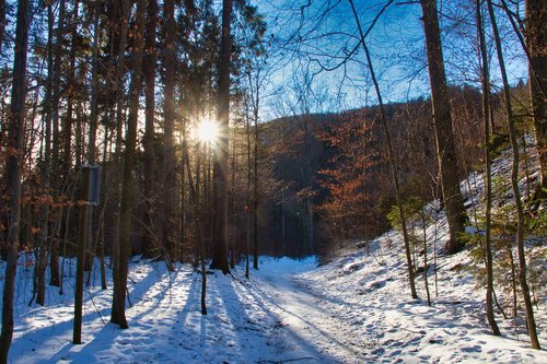 winter  walk  forest