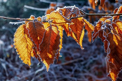 winter  hoarfrost  frost