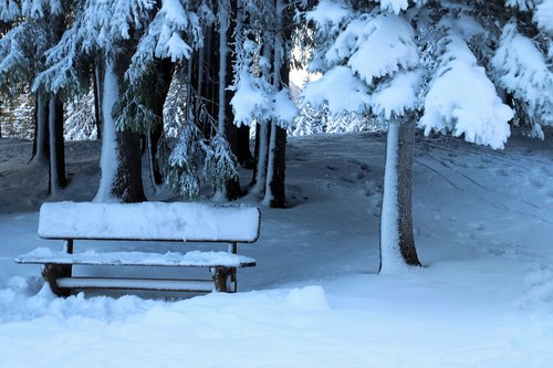 winter  in the forest  bench