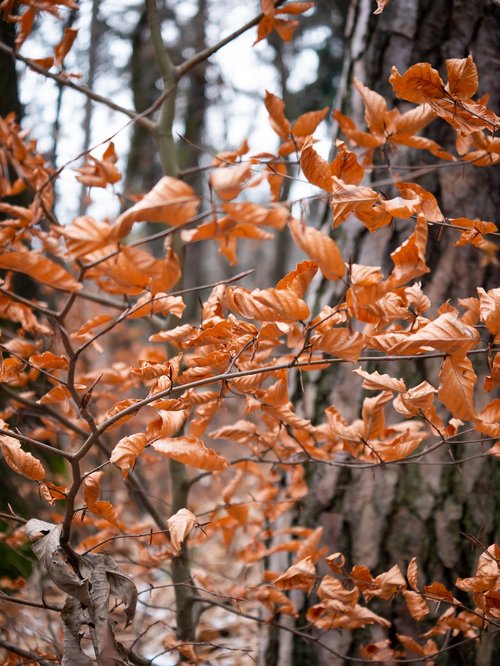 winter  leaves  snow