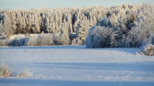 winter  frost  leann