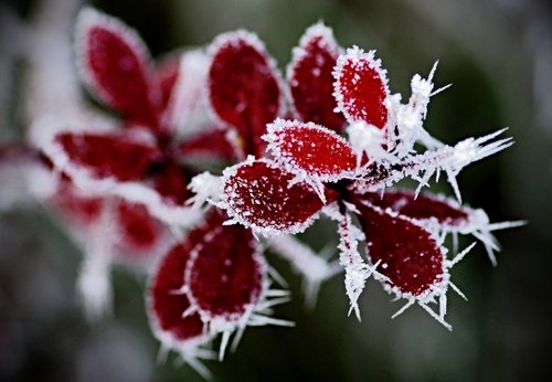 winter  ice  snow