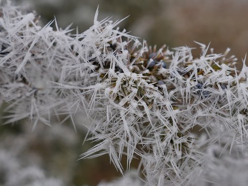 winter  ice  eiskristalle