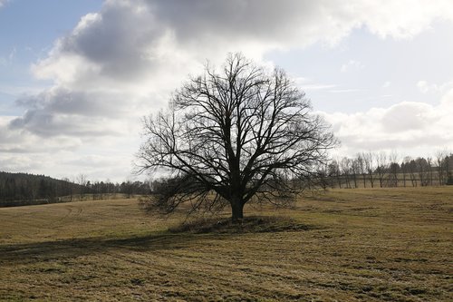 winter  tree  nature